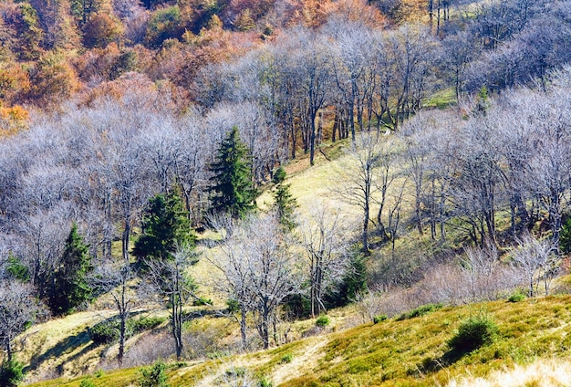 Arbres nus austères d'automne en bordure de forêt (montagnes des Carpates, Ukraine).