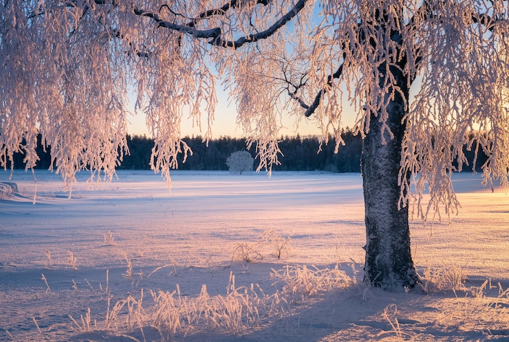 Photo des arbres nus sur des branches couvertes de neige le matin d'hiver