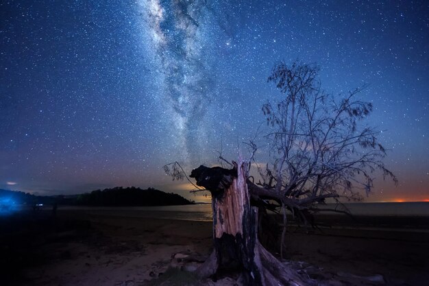 Photo des arbres nus sur le champ contre le ciel la nuit