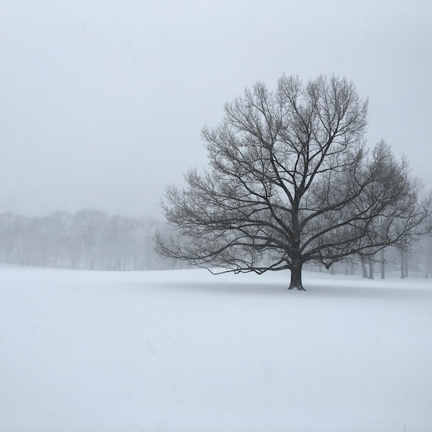 Des arbres nus sur un champ couvert de neige