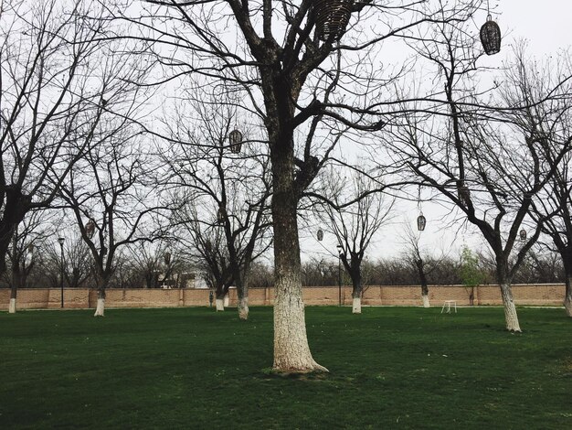 Photo des arbres nus sur un champ herbeux.