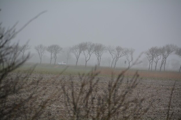 Photo des arbres nus sur le champ par temps brumeux