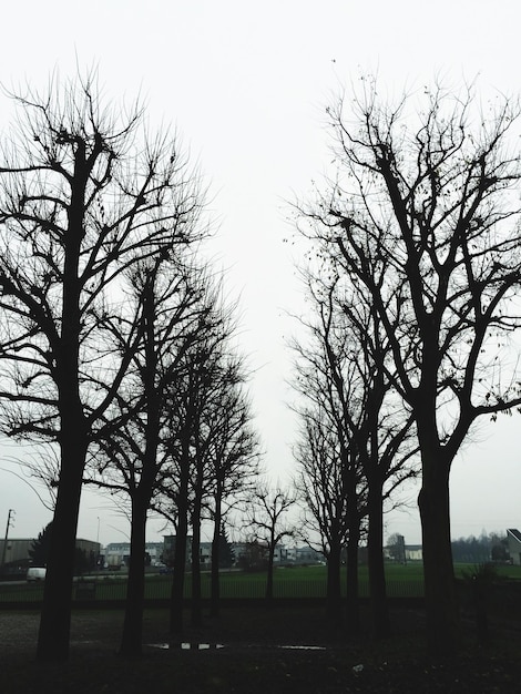 Des arbres nus sur le champ