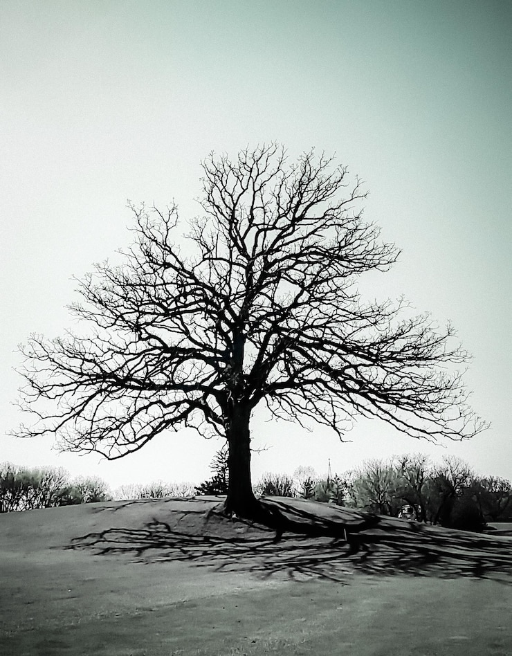 Photo des arbres nus sur le champ