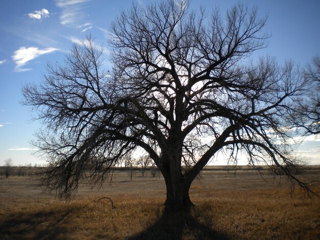 Photo des arbres nus sur le champ