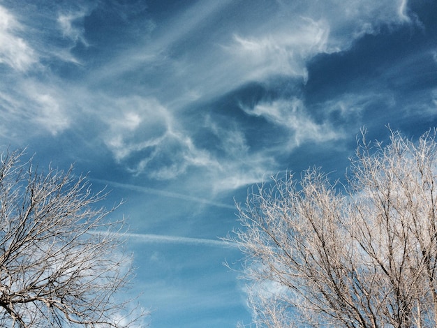 Photo des arbres nus contre le ciel en hiver