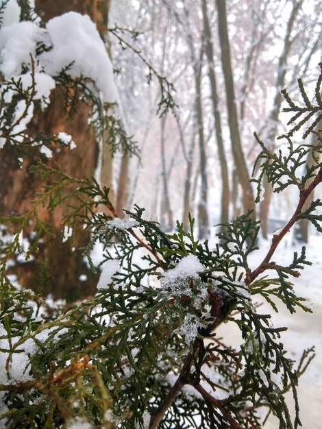 Photo des arbres nus contre le ciel