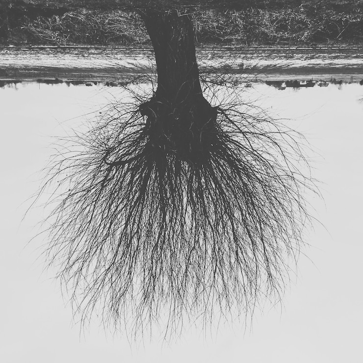 Photo des arbres nus à côté de l'étang