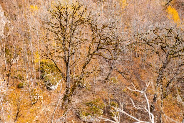 Des arbres nus couverts de mousse dans une gorge de montagne Lago Naki plateau en automne Beau paysage naturel