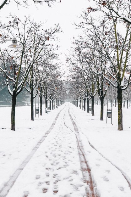 Photo des arbres nus couverts de neige contre le ciel