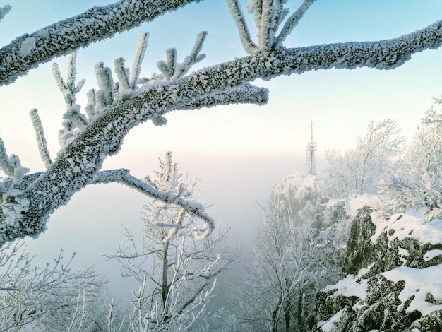 Des arbres nus couverts de neige contre le ciel