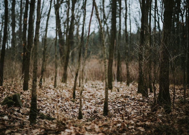 Des arbres nus dans la forêt en automne