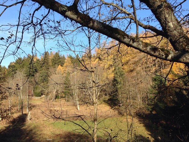 Des arbres nus dans la forêt contre le ciel