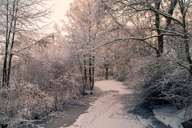 Photo des arbres nus dans la forêt en hiver