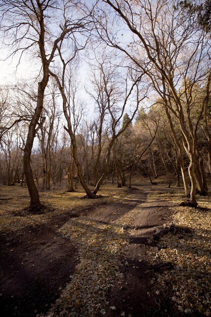 Photo des arbres nus dans la forêt en hiver