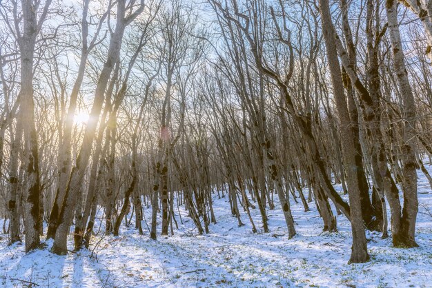Arbres nus dans la forêt d'hiver