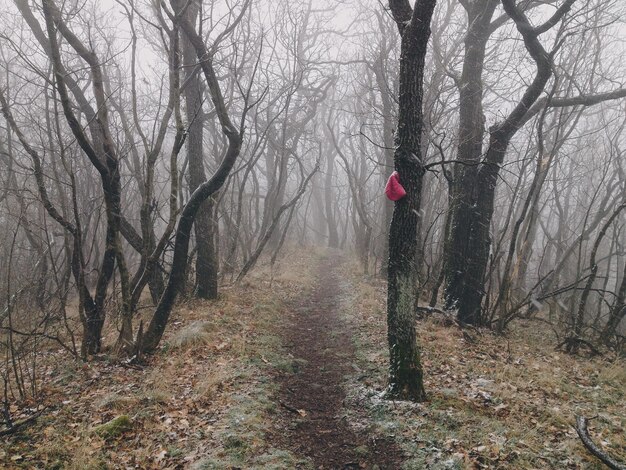 Photo des arbres nus dans la forêt