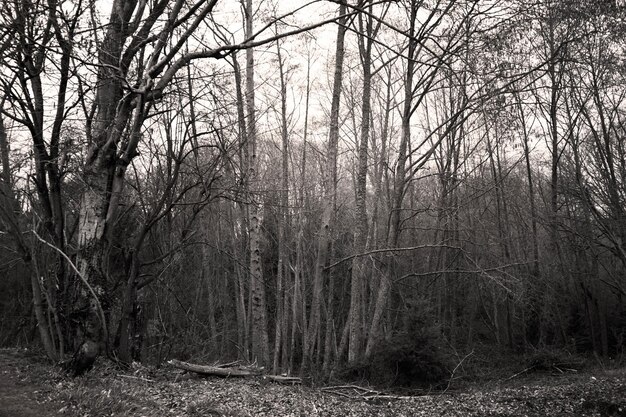 Photo des arbres nus dans la forêt