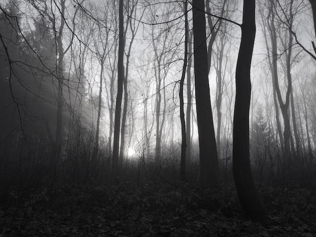 Des arbres nus dans la forêt