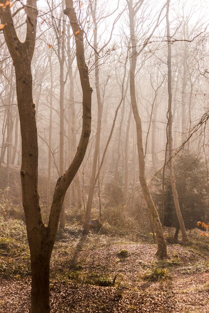 Photo des arbres nus dans la forêt