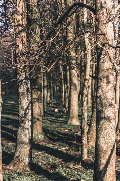 Photo des arbres nus dans la forêt