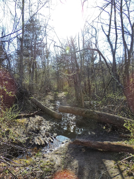 Des arbres nus dans la forêt