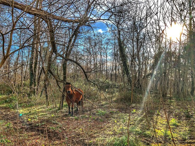 Photo des arbres nus dans la forêt