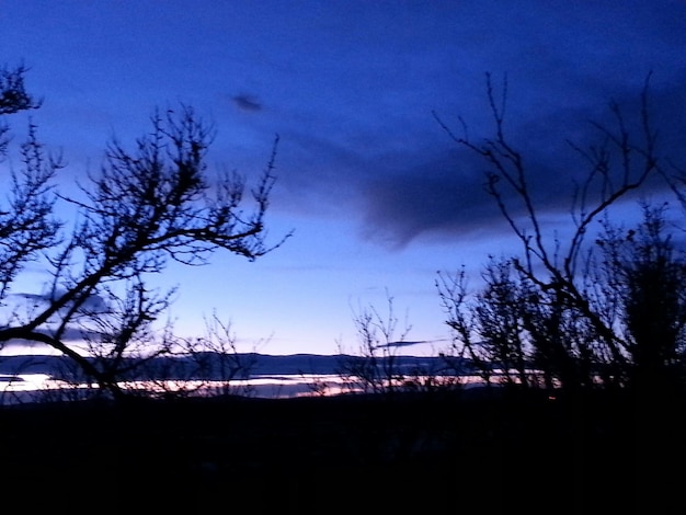 Photo des arbres nus dans une mer calme