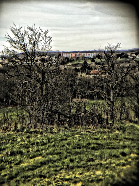 Photo des arbres nus dans le paysage