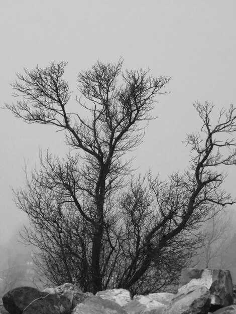 Photo des arbres nus dans le paysage