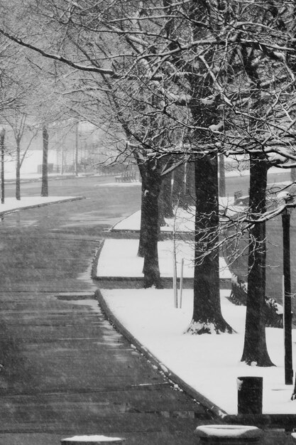 Photo des arbres nus dans la rue