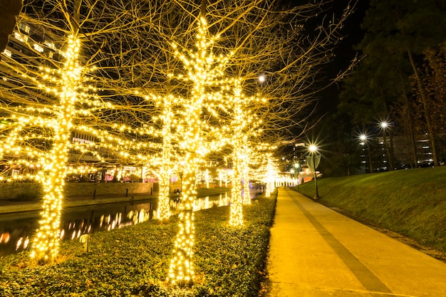 Photo des arbres nus décorés de lumières éclairées par une route vide pendant la nuit