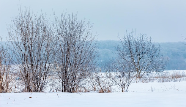 Arbres nus sur fond de forêt enneigée d'hiver_