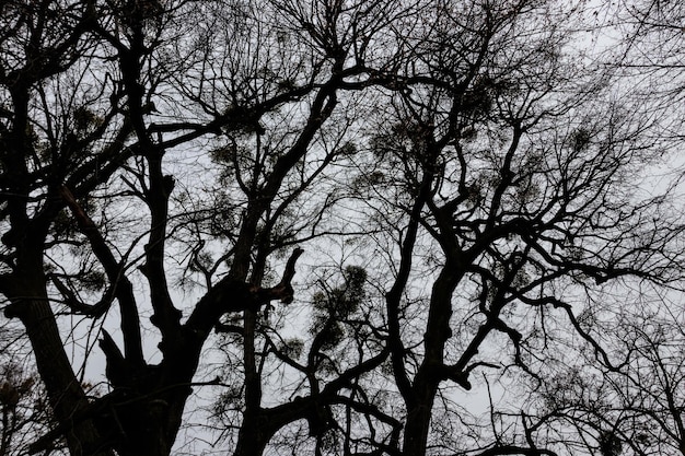 Arbres nus en forêt par mauvais temps nuageux