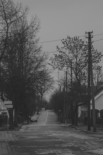 Photo des arbres nus le long de la route