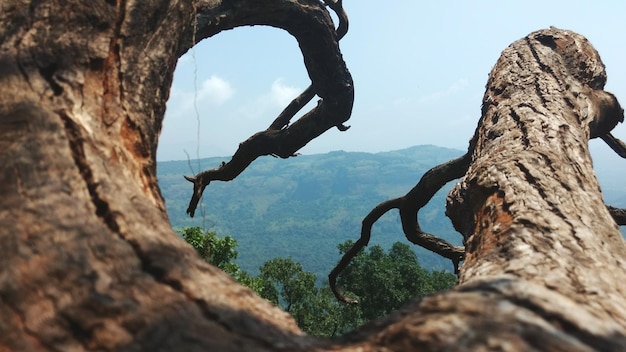 Photo des arbres nus et des montagnes contre le ciel