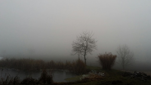 Des arbres nus par temps de brouillard