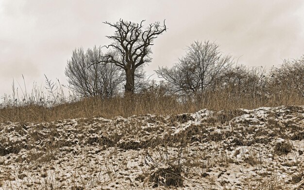 Photo des arbres nus sur le paysage contre le ciel