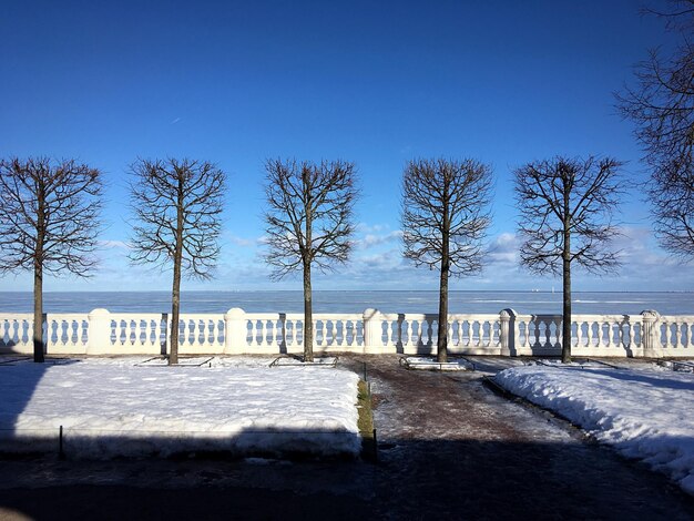 Photo des arbres nus sur un paysage couvert de neige contre un ciel bleu