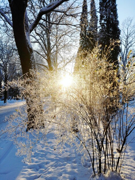 Photo des arbres nus sur un paysage couvert de neige