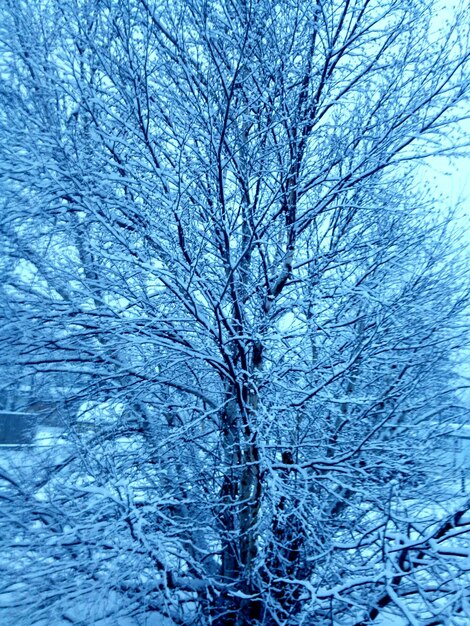 Photo des arbres nus sur un paysage couvert de neige