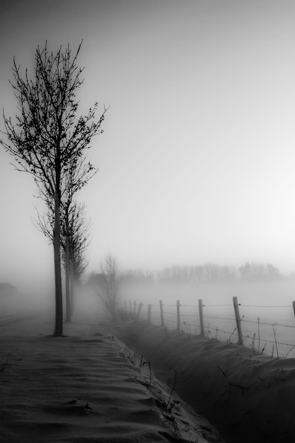 Photo des arbres nus sur un paysage couvert de neige