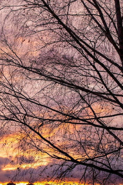 Arbres nus pendant le coucher du soleil après la chute des feuilles