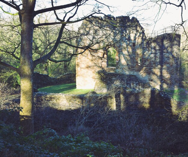 Photo des arbres nus près d'une maison abandonnée