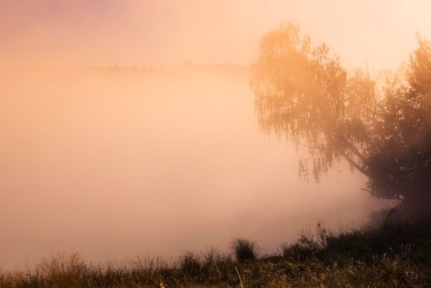 Photo des arbres sur le paysage contre le ciel au coucher du soleil