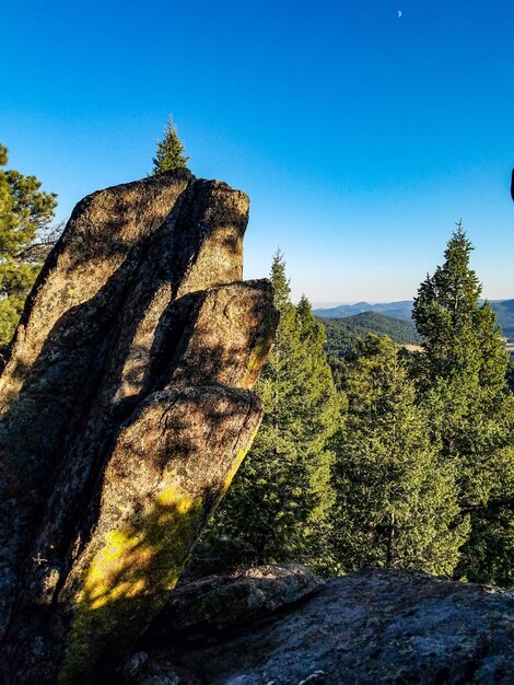 Photo des arbres sur le paysage contre un ciel bleu clair