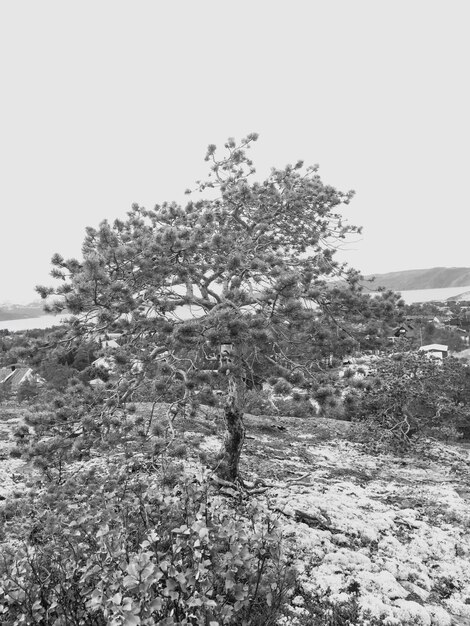 Photo des arbres sur le paysage contre un ciel clair