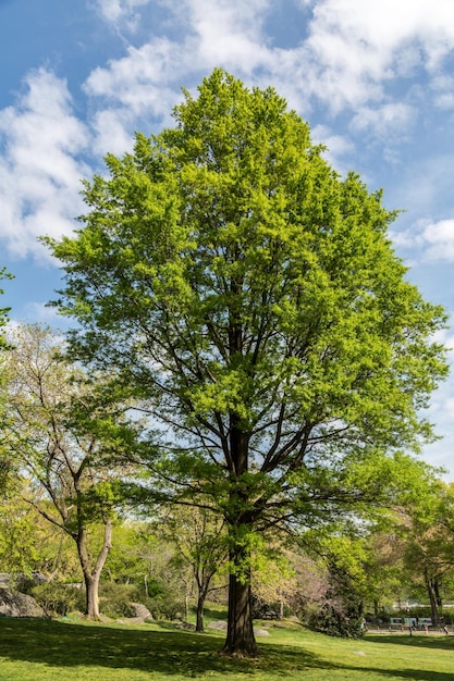 Photo des arbres sur le paysage contre un ciel nuageux