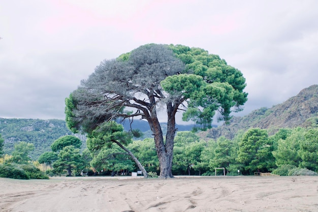 Des arbres sur le paysage contre le ciel