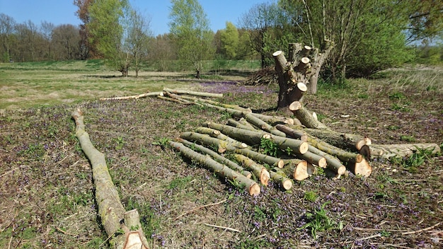 Des arbres sur le paysage contre le ciel